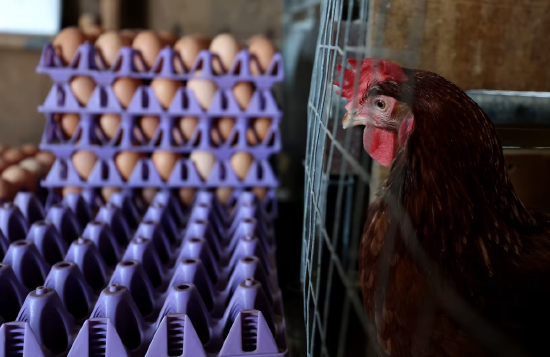 美国鸡蛋价格暴跌：消费者的好消息，养殖户的危机