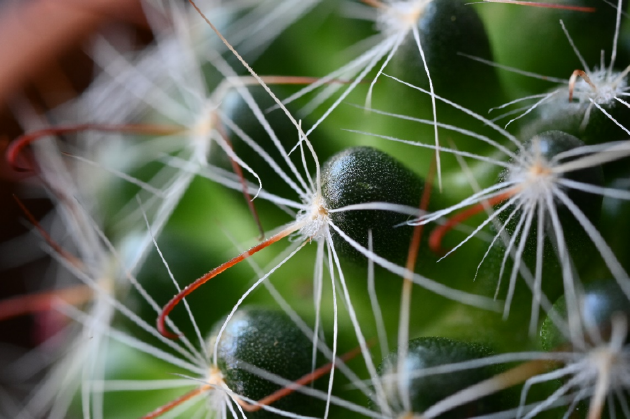 世界野生动植物日 尼康以影像绘就自然生灵之美