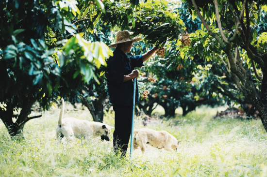 大茅村的她给余华写了一封信