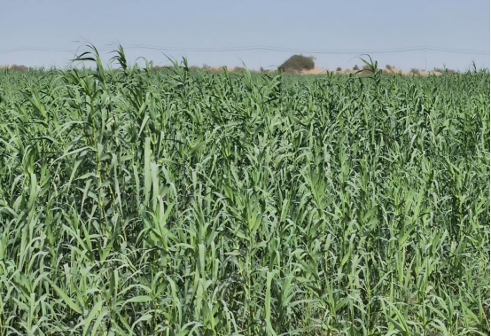 对口援疆赋能本地资源,阿拉尔这一企业营收超亿元